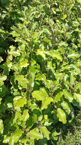 Olearia paniculata observed 2026-10-18