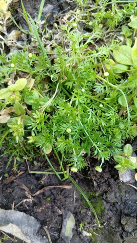 Cotula australis observed 2026-10-18