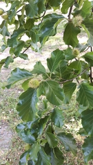 Fagus sylvatica