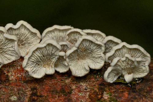 crimped gill