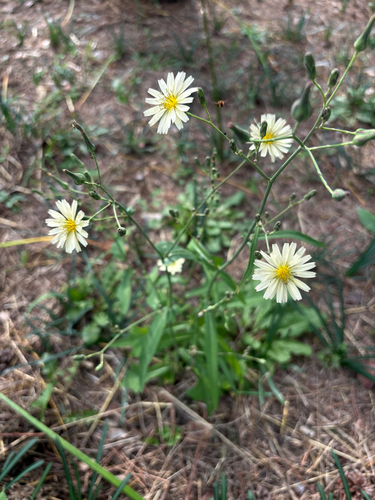 Lactuca indica observed 2026-10-18