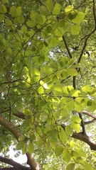 Fagus sylvatica