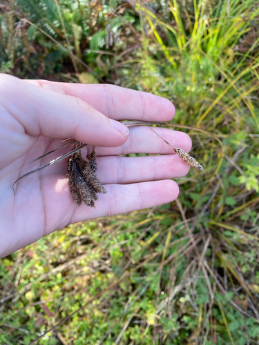 Carex mertensii, 2026-10-17