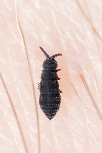 Entognatha