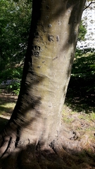 Fagus sylvatica