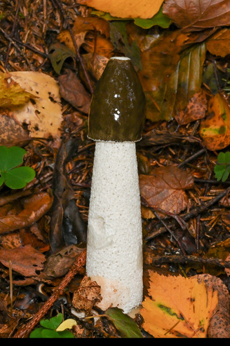 common stinkhorn