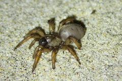Aptostichus stephencolberti
