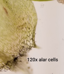 Brachythecium frigidum