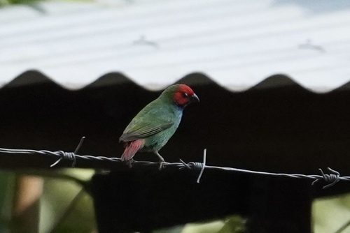 Erythrura pealii observed 2026-10-13