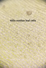 Brachythecium frigidum