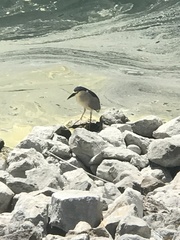 Nycticorax nycticorax