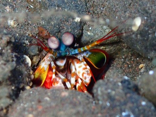 Odontodactylus observed 2026-10-18