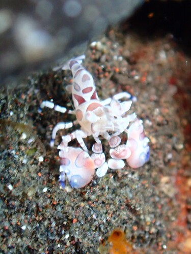 Hymenocera picta observed 2026-10-18