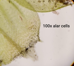 Brachythecium frigidum