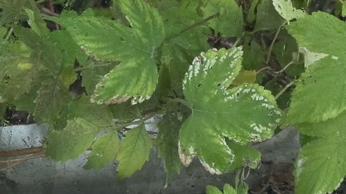 Japanese Hops