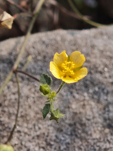 Sida cordata observed 2026-10-18