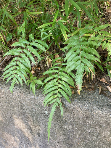 Christella acuminata observed 2026-10-18
