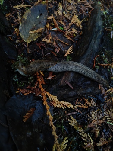 Yellow-bordered Taildropper