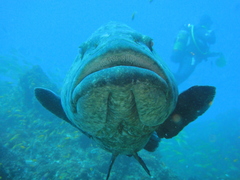 Epinephelus tukula