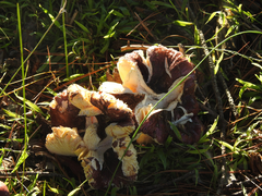 Russula lenkunya