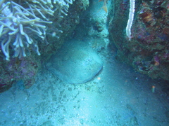 Torpediniformes
