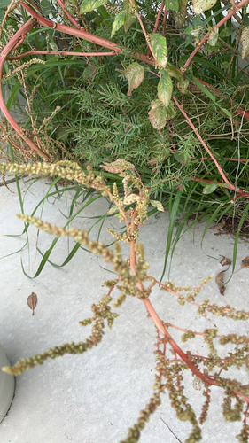 Amaranthus dubius observed 2026-10-18