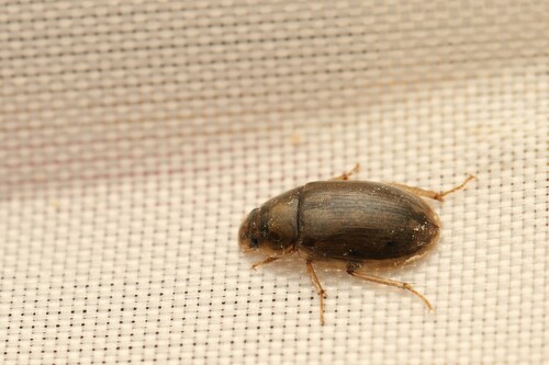 Helochares mentinotus