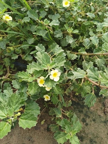 Pedalium murex observed 2026-10-18
