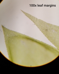 Brachythecium frigidum