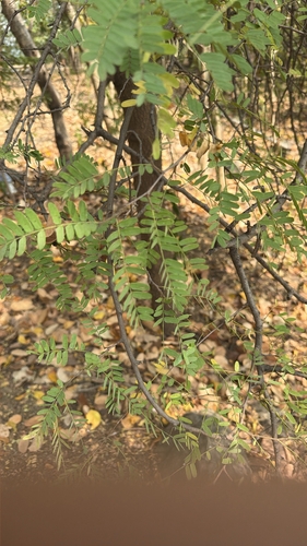 Tamarindus indica observed 2026-10-18