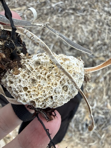 Plesiastrea versipora observed 2026-10-18