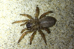 Aptostichus stephencolberti