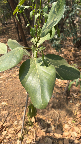 Ficus benghalensis observed 2026-10-18