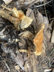 Pholiota olivaceophylla