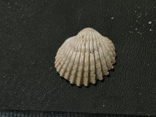 Vepricardium sinense observed 2026-10-11