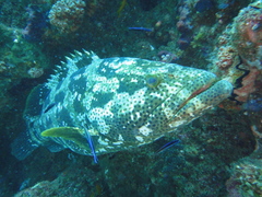 Epinephelus malabaricus