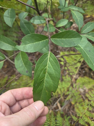 Polyscias sambucifolia observed 2026-10-18