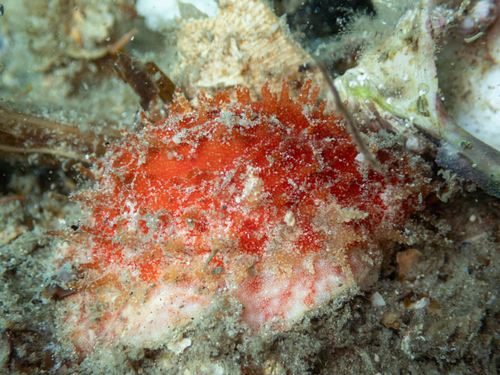 Cypraea chinensis observed 2026-10-18