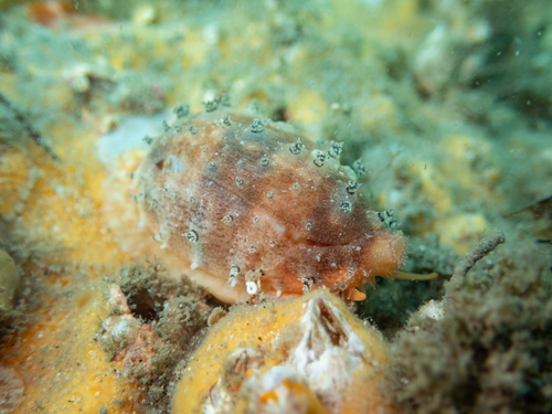 Talostolida pellucens observed 2026-10-18