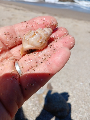 Struthiolaria papulosa observed 2026-10-18