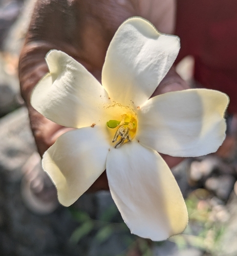 Fagraea observed 2026-10-15