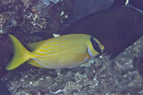 Siganus puellus observed 2026-10-17