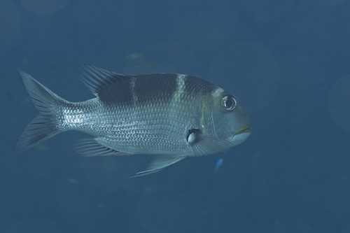 Monotaxis grandoculis observed 2026-10-17