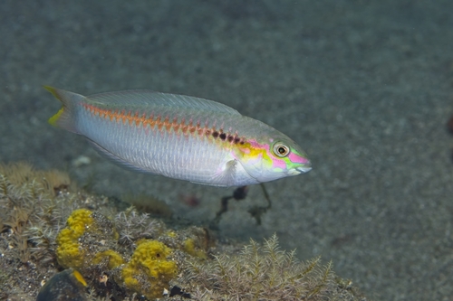 Halichoeres scapularis observed 2026-10-17