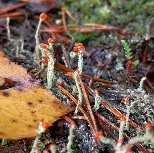Cladonia macilenta observed 2026-10-17