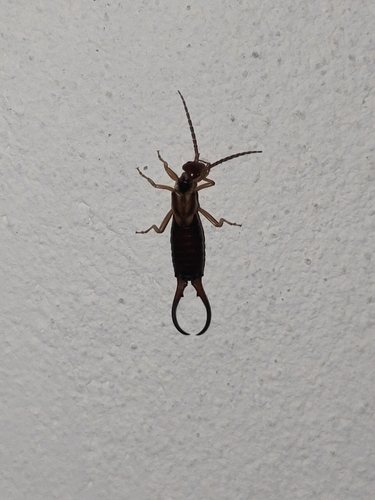European Earwig