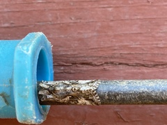 Autographa californica