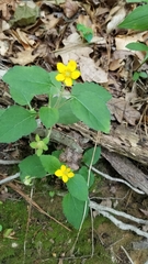 Chrysogonum