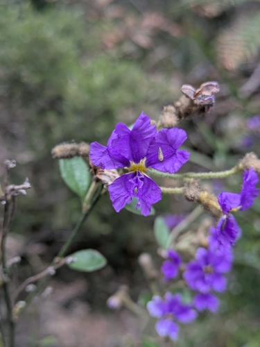 Dampiera purpurea observed 2026-10-18