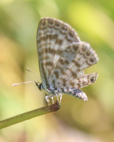 Cassidula observed 2026-10-14
